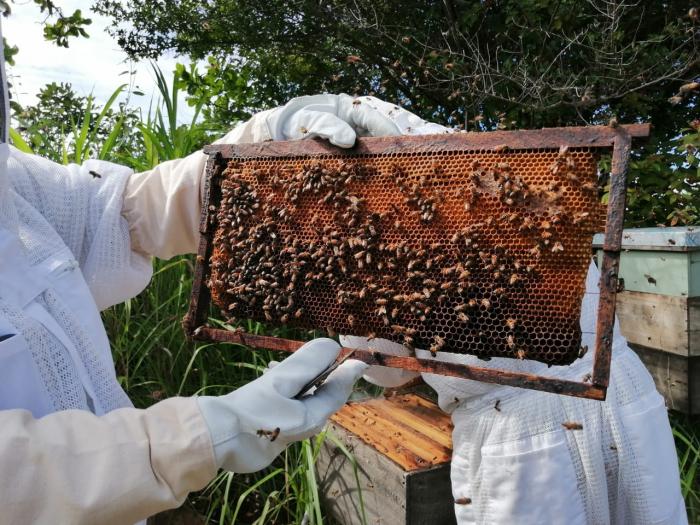 Miel de abeja de calidad, producida de forma sostenible en Tropikos Farms