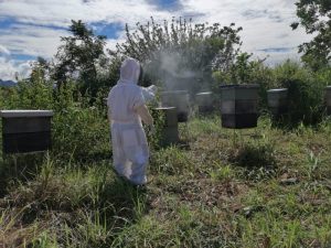 Apicultura sostenible en Tropikos Farms: descubre cómo producir miel de calidad 