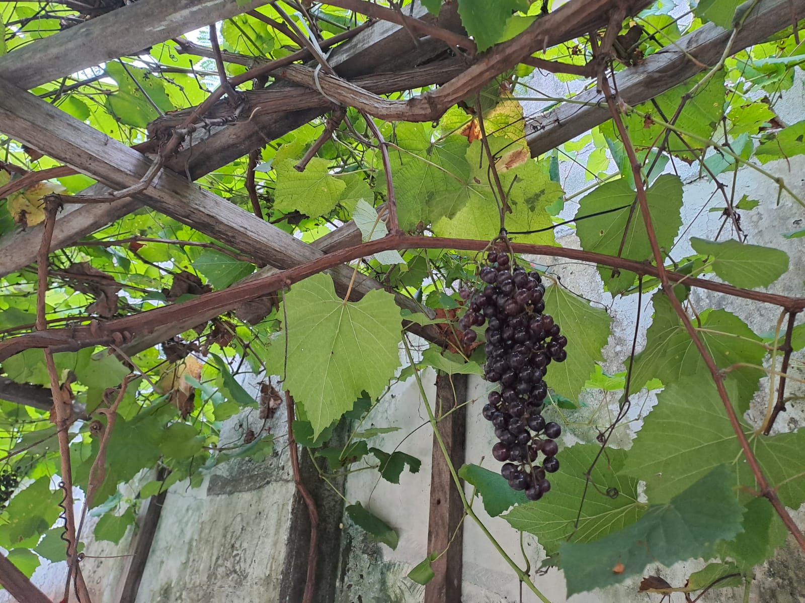 Las uvas de mesa producidas en Panamá tienen un buen sabor y calidad